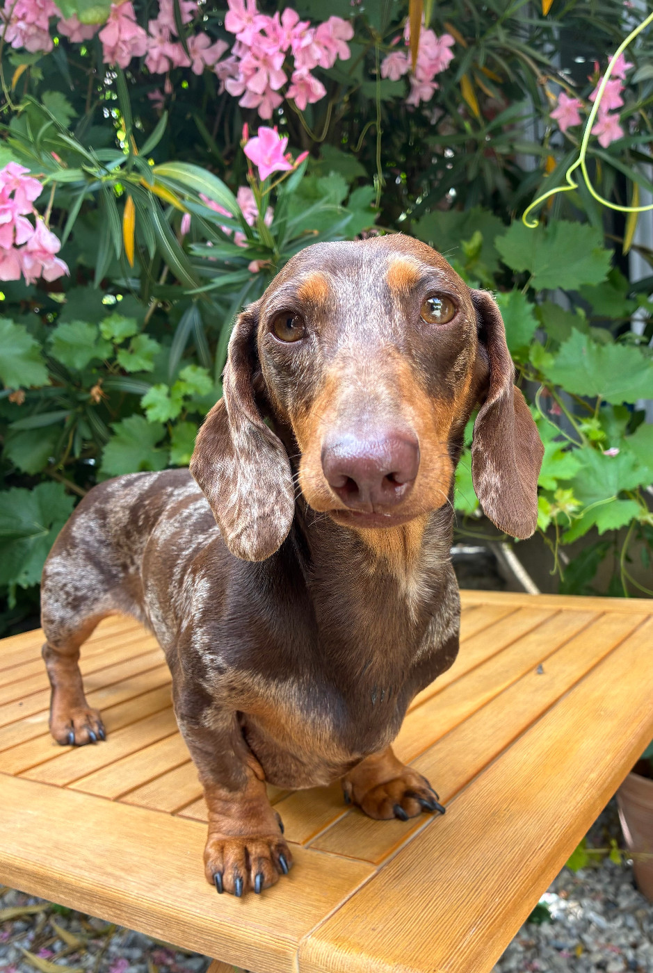 Theodora des Jardins De Courtille