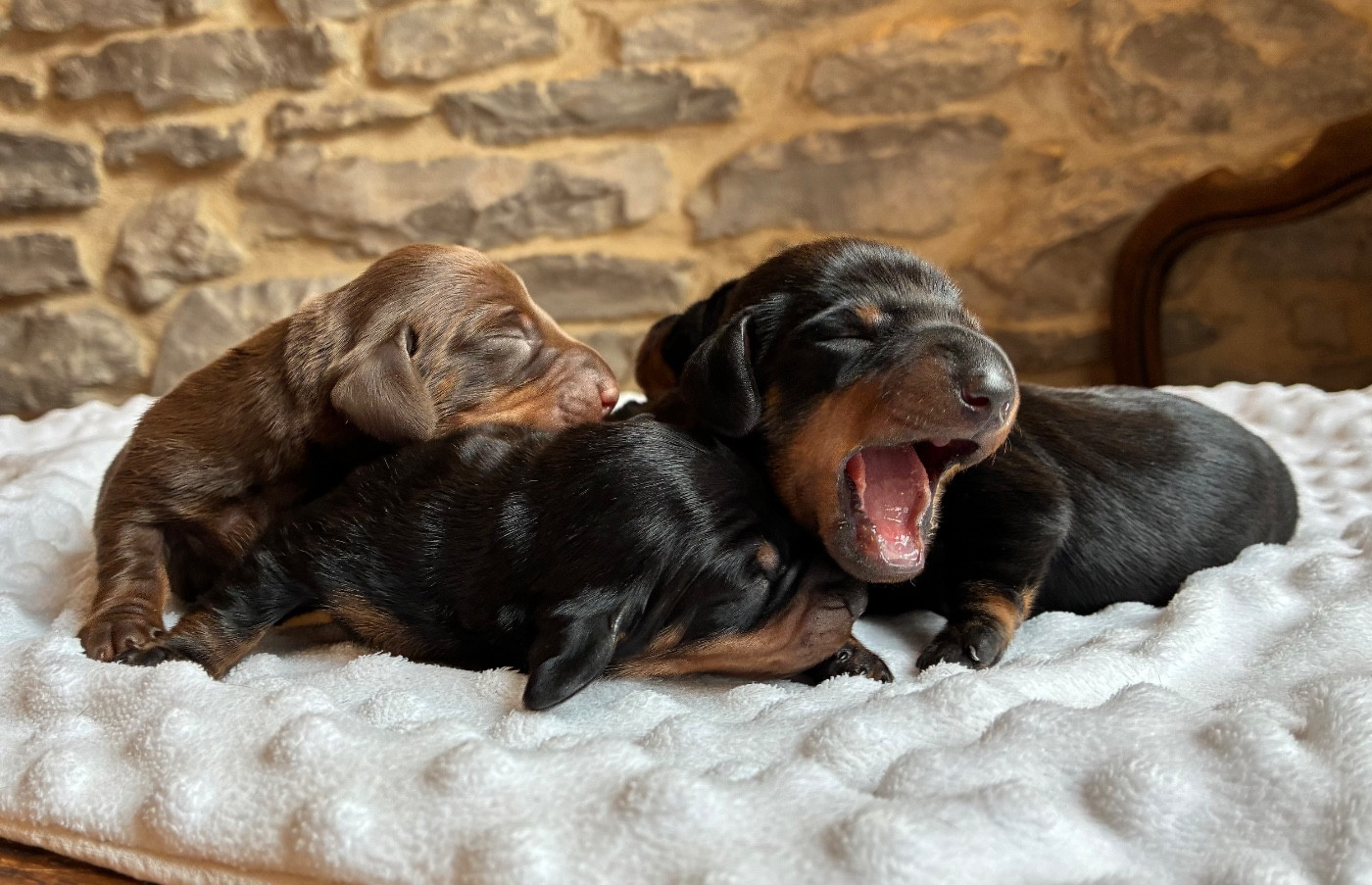 Les bébés sont nés