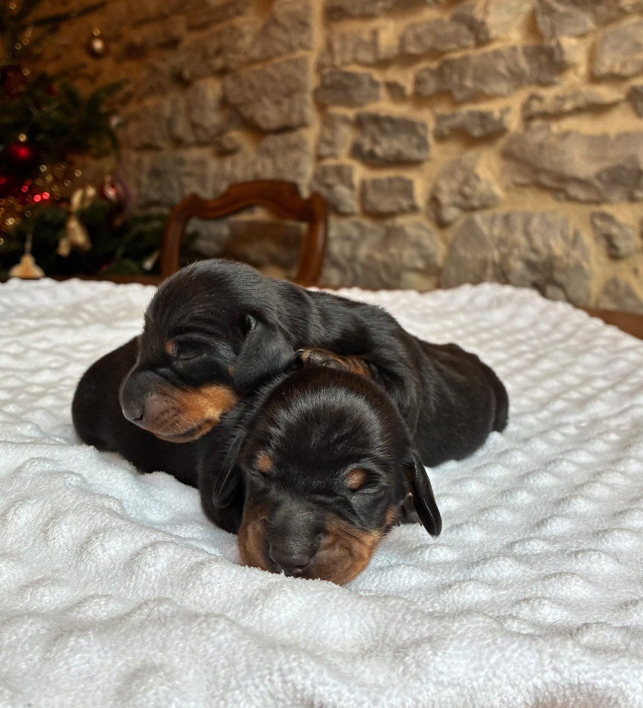 des Jardins De Courtille - Chiots disponibles - Teckel poil ras