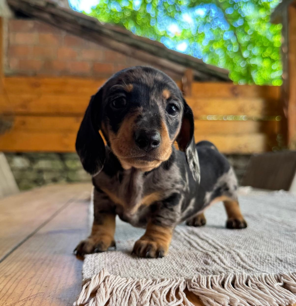 des Jardins De Courtille - Chiots disponibles - Teckel poil ras