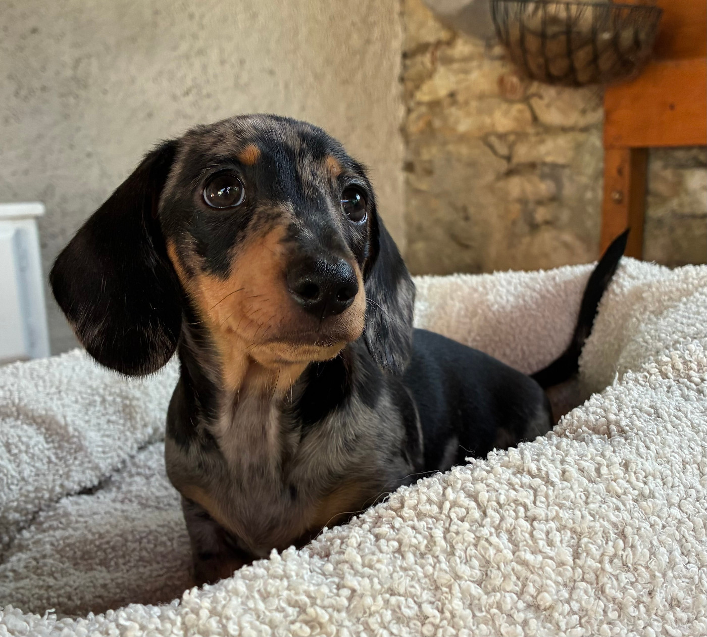 des Jardins De Courtille - Chiots disponibles - Teckel poil ras