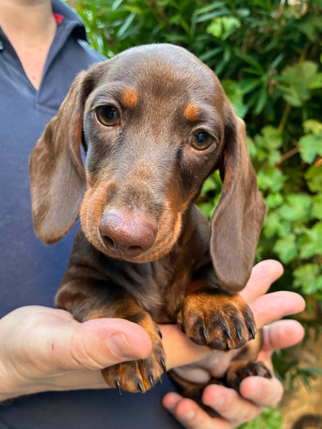 des Jardins De Courtille - Chiots disponibles - Teckel poil ras