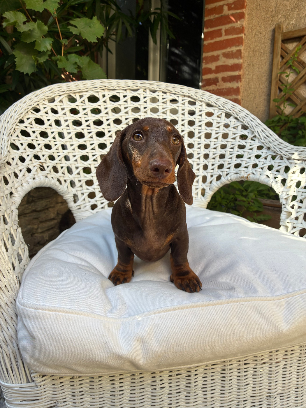 des Jardins De Courtille - Chiots disponibles - Teckel poil ras