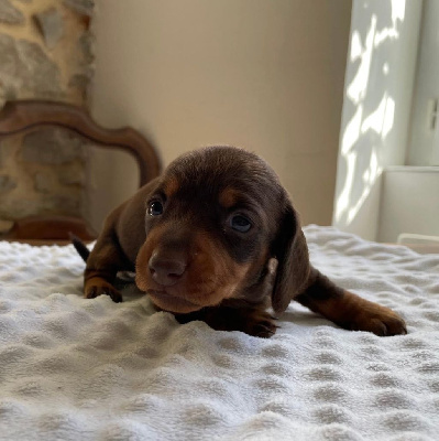 CHIOT
