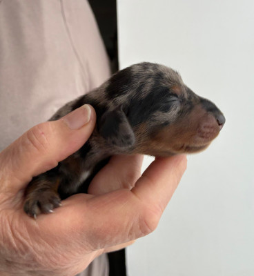 Chiot N°1
