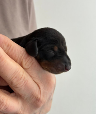 Chiot N°2