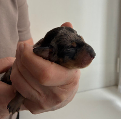 Chiot N°3