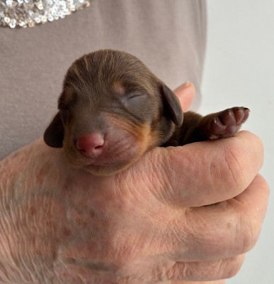 Chiot N°4