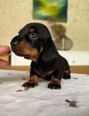Chiot N°2
