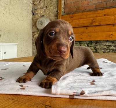 Chiot N°4