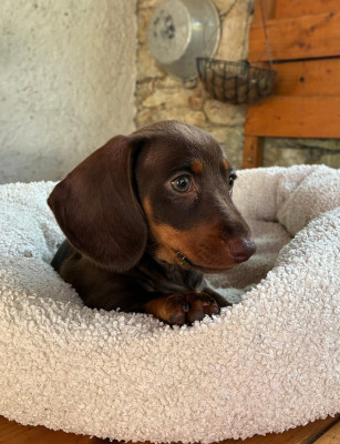 Chiot N°4