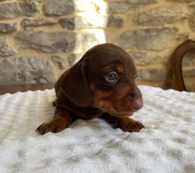 CHIOT