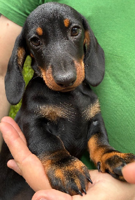 CHIOT 2