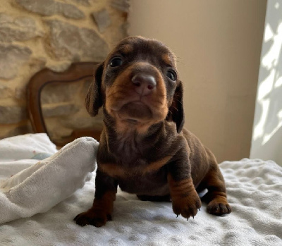 CHIOT