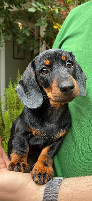 CHIOT 1