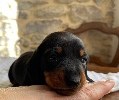 CHIOT
