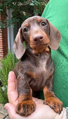 CHIOT 3